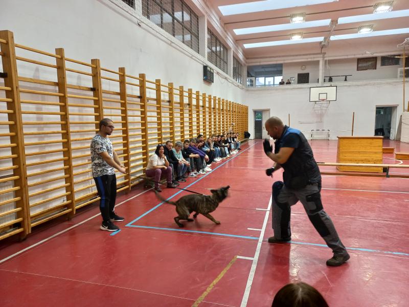 Munkakutya bemutató fiatal kutyával